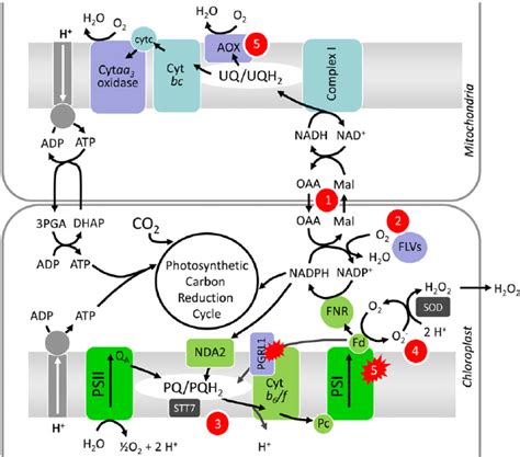 Schematic Diagram of Electron Transfer Reactions Involved in Oxygenic... | Download Scientific ...