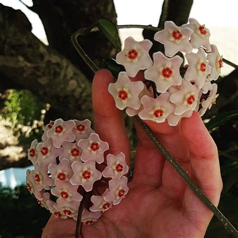 Hoya blooming for the first time in years!!! : r/plants