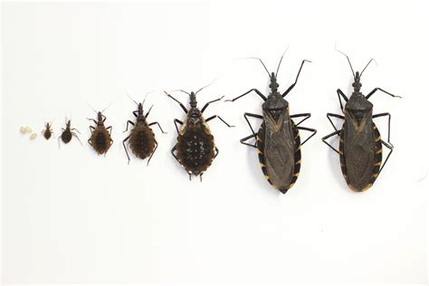 Kissing Bugs and Chagas Disease in the U.S. | Texas A&M