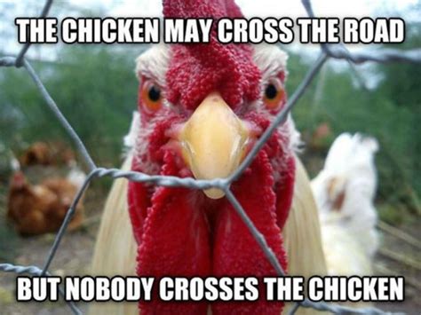 30 Funny Pictures Of The Day | Funny chicken pictures, Chicken humor, Chicken pictures