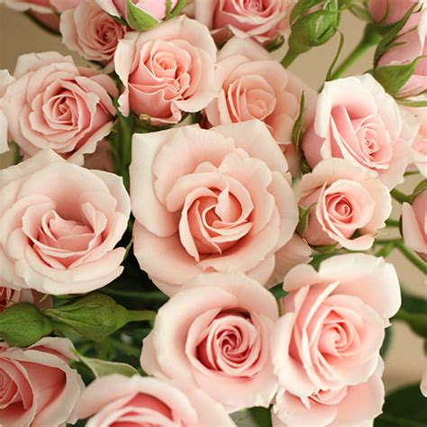 Light Pink Spray Bulk Roses | FiftyFlowers.com