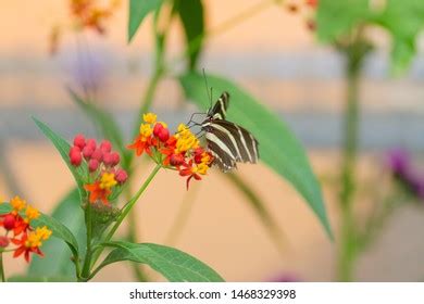 Zebra Long Wing Butterfly Habitat Stock Photo 1468329398 | Shutterstock