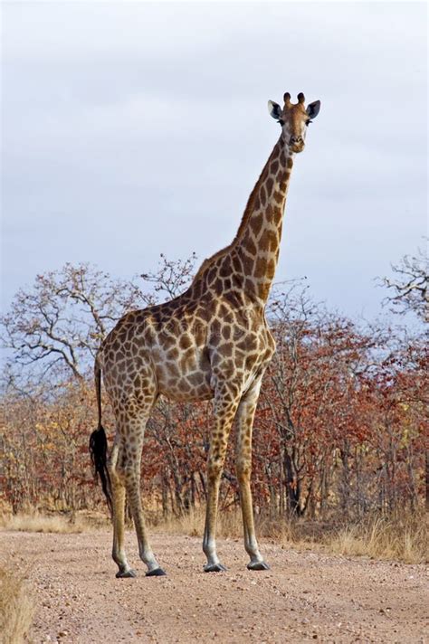 Lange Giraf stock afbeelding. Image of aandachtig, afrikaans - 7298907