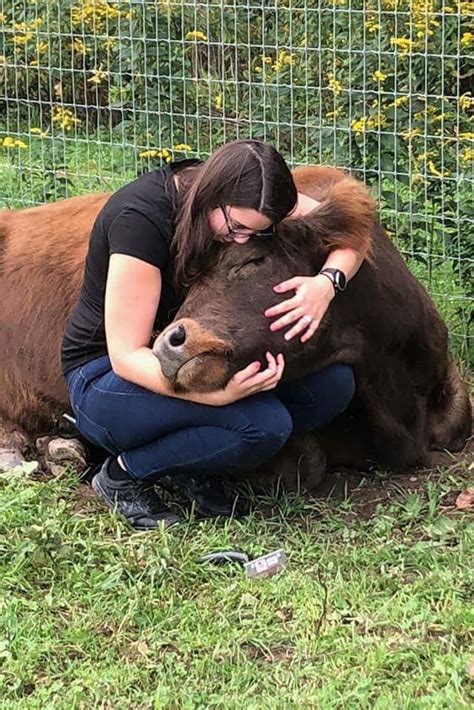 Cow cuddling is the hot new therapy in upstate New York