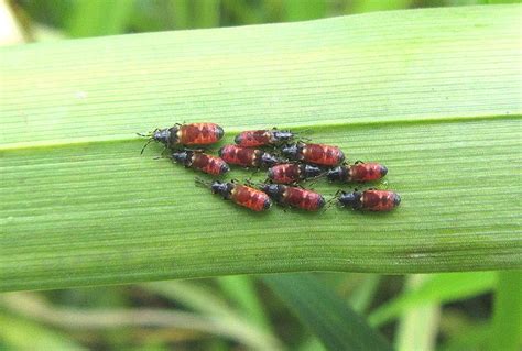 European Cinchbug | Gedling Conservation Trust, Nottingham