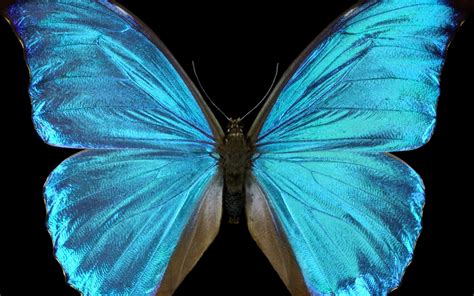 Blue Morph Wallpaper HD Widescreen - hdwallclub.com | Animal wallpaper, Blue morpho butterfly ...