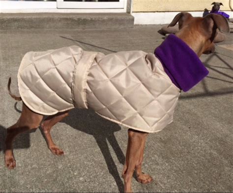 Gallery - The whippet coats