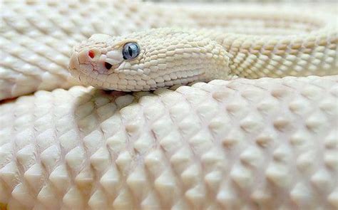 white mamba | beautiful but dangerous White mamba snake | Rare albino ...