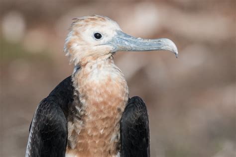 juvenile Frigatebird | Matthew Roth | Flickr