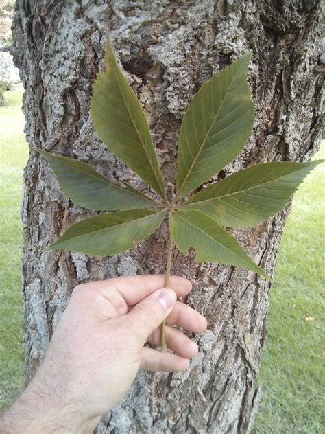 OHIO BUCKEYE - AESCULUS GLABRA | The UFOR Nursery & Lab