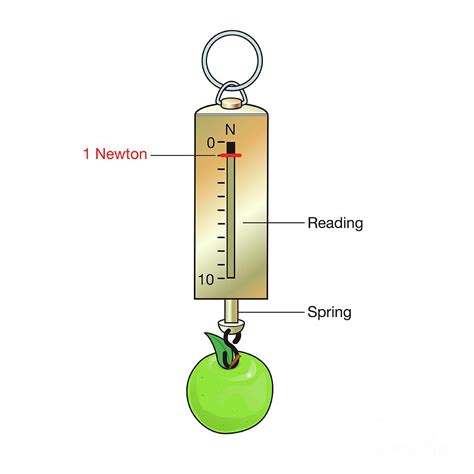 Weighing An Apple On A Newton Meter Photograph by Science Photo Library ...