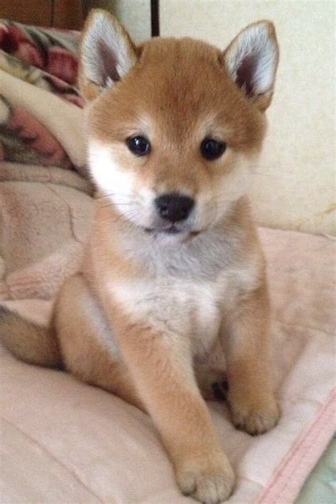 148 best images about Shiba Inu on Pinterest | Foxes, Baby animals and Happy birthday dog