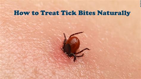 Tick Bites On Cats