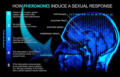 Female Pheromones Boost Attraction