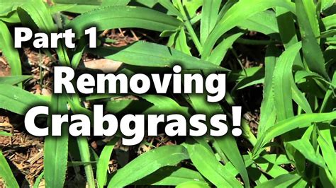 Removing Crabgrass 1 - YouTube