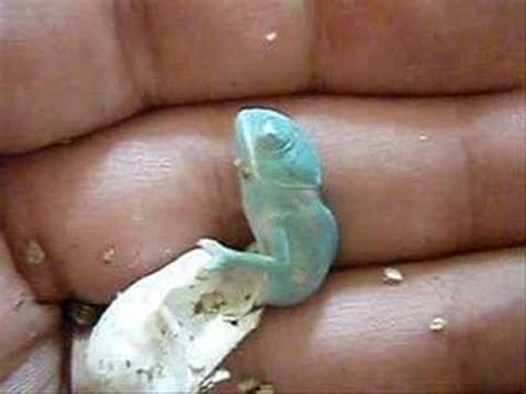 A tiny baby chameleon hatches from an egg – The Kid Should See This