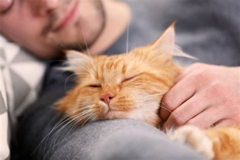 Cat Dander: Allergies, Removal and Treatment - Cats.com