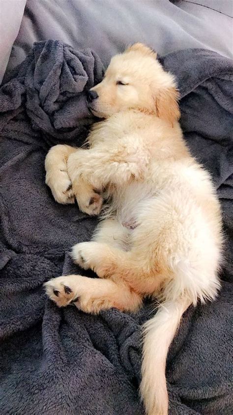 Sleeping Golden Retriever Puppy | Retriever puppy, Dogs and puppies, Puppies