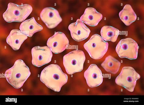 Sem bacterial cell bacterial cell hi-res stock photography and images - Alamy