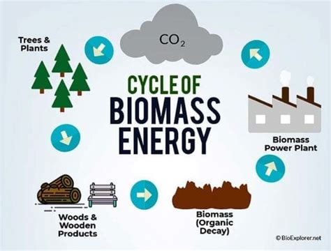 Top 20 Biomass Energy Pros and Cons (Updated 2023)