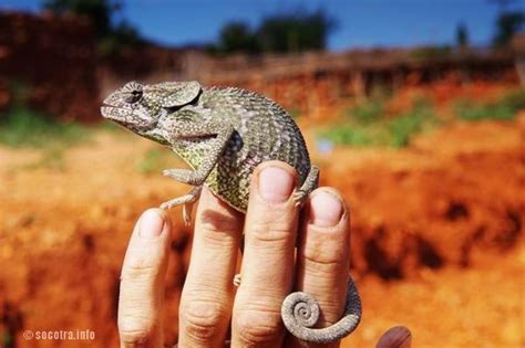 Socotra Picture of the Day: chameleon | Socotra, Yemen