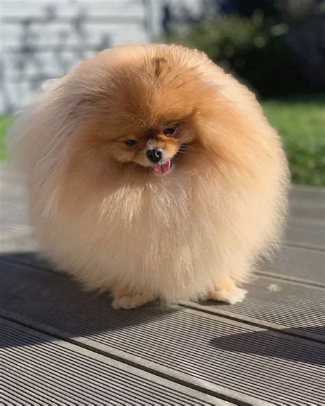 Fluffy Ball | Cute puppies, Pomeranian dog, Beautiful dogs