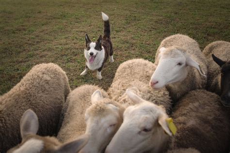 Corgi Herding | Unleashing the Natural Instinct