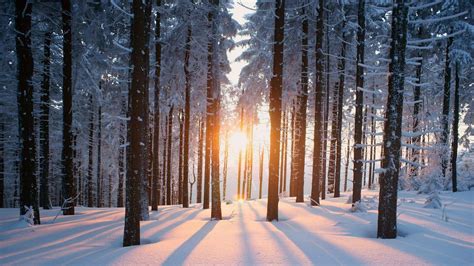 Snowy Forest Wallpapers - Top Free Snowy Forest Backgrounds ...