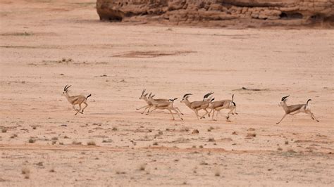 Saudi Arabia to release more than 1,500 endangered animals at AlUla