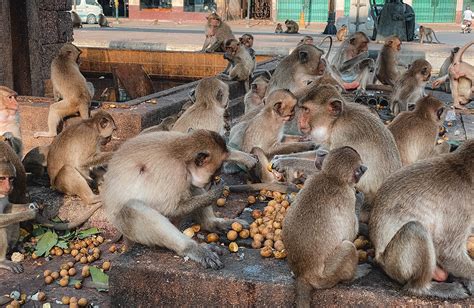 Journeying To The Monkey Monarchs Of Lopburi