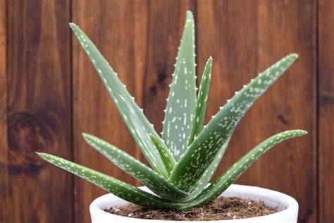 Types of aloe: the most beautiful varieties - Plantura