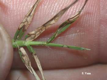 Bermudagrass Diseases and Disorders