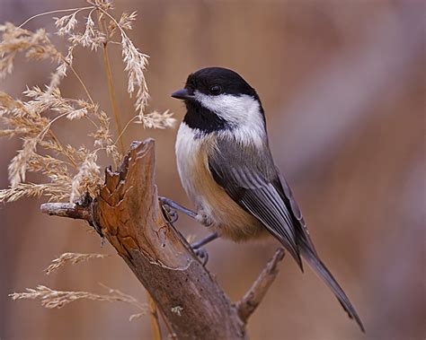 Chickadee - campestre.al.gov.br