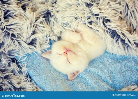 Happy Sleeping Cute Little Kitten Covered with a Fluffy Blanket Stock Photo - Image of beauty ...