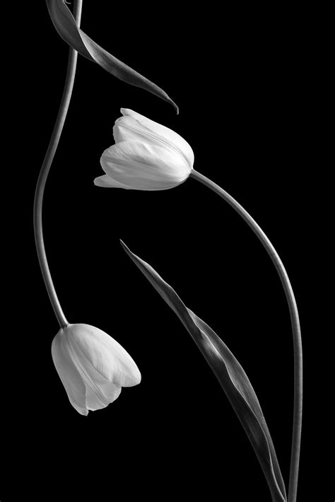 Tulip Study 1 | Black and White Tulips in Limbo