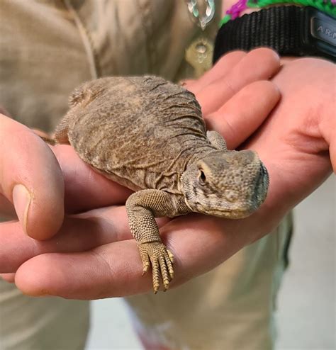 Uromastyx aegyptia 'Egyptian Uromastyx'-Egyptian Uro