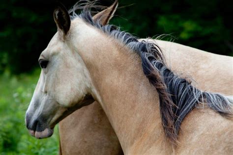 Horse Mane Tips: 5 Ways To Tame Your Horse's Mane