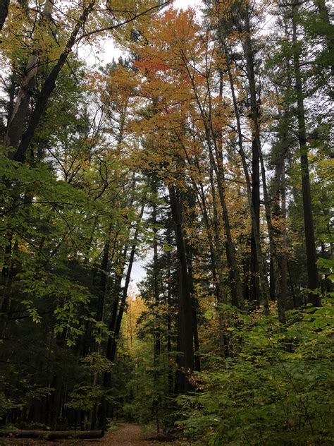 Fall showing its colors in Hartwick Pines State Park, Michigan [OC ...