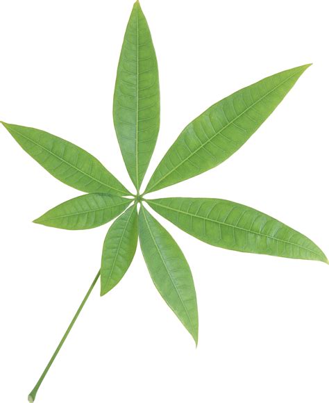 Green leaf PNG transparent image download, size: 1985x2432px