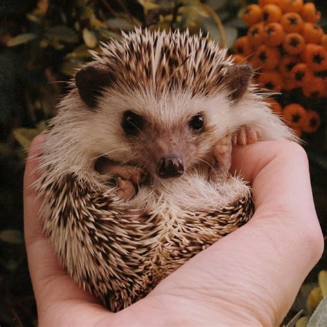 National Hedgehog Day 2024 Schedule - Tiffy Giacinta