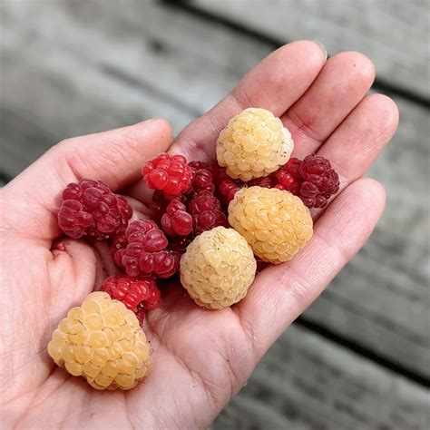 Raspberry Companion Plants | What to Grow with Berries