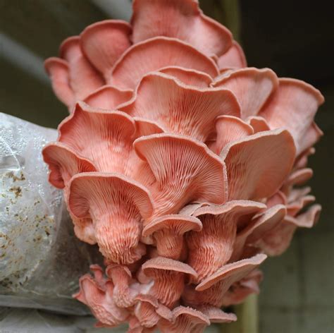 Buy 1 LB of Pink Oyster Mushroom Spawn Mycelium to Grow Gourmet and ...