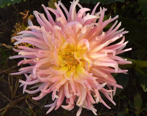 Pink dahlia stock image. Image of black, pretty, yellow - 78094915