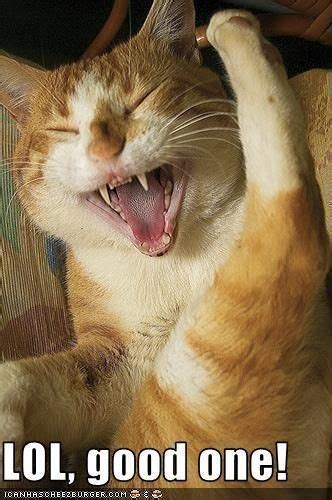 Cat Laughing