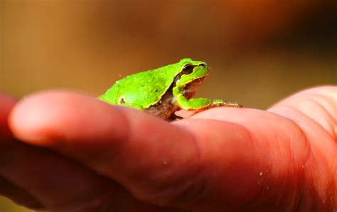 Free Images : hand, wood, leaf, green, red, small, amphibian, fauna, tree frog, close up, tiny ...