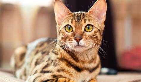 Bengal Information & Pet Guide | Petinsurance.com.au