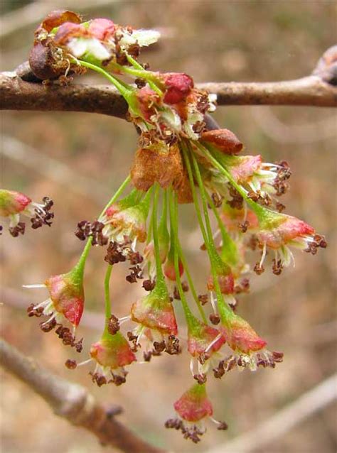 American Elm, ULMUS AMERICANA