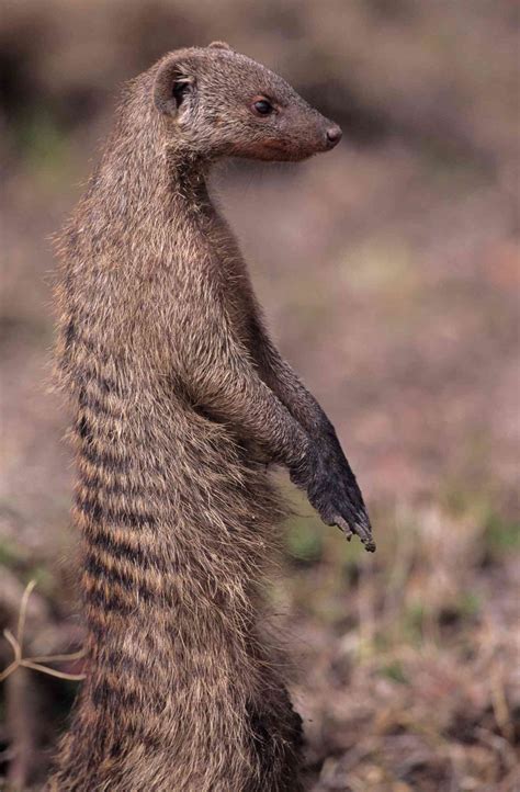 Egyptian Mongoose Habitat