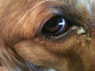 Are Eye Boogers Good For Dogs