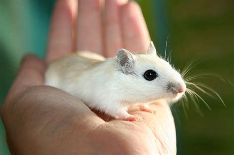 5 Types of Gerbil Breeds: An Overview (With Pictures) | Pet Keen